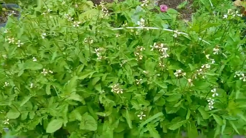 Patch of Arugula