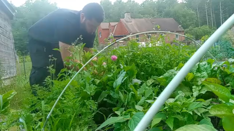 Mastrosso harvesting arugula