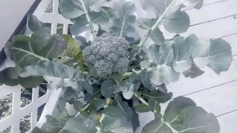 Episode Five Broccoli Plant closeup