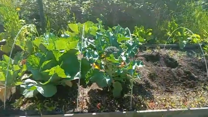 Episode Ten Broccoli Plant far away