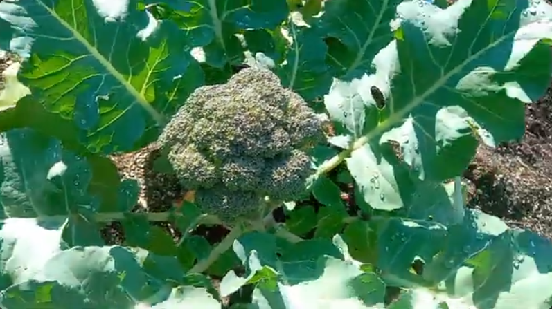 Episode Ten Broccoli Plant close up