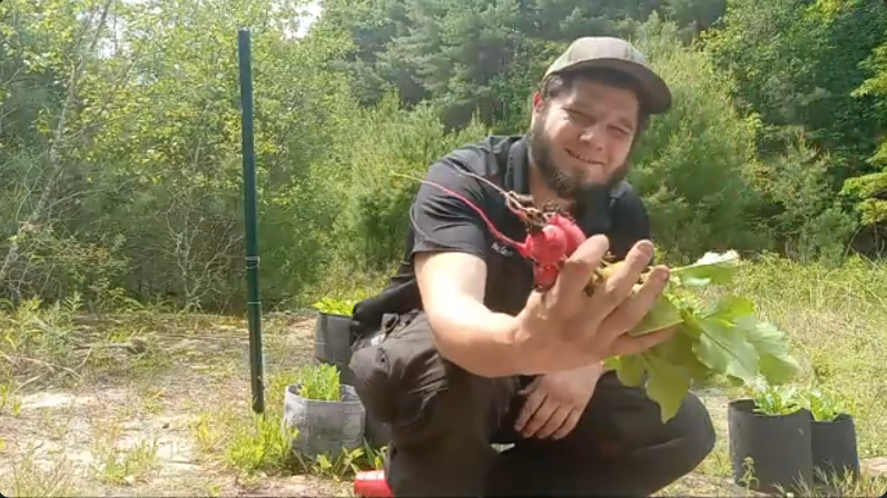 Mastrosso harvesting radishes