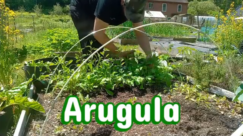 Mastrosso harvesting arugula