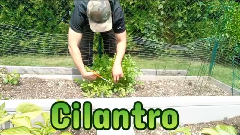 Mastrosso harvesting cilantro