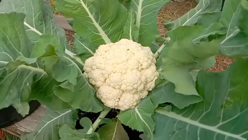 Episode Four Cauliflower Plant closeup