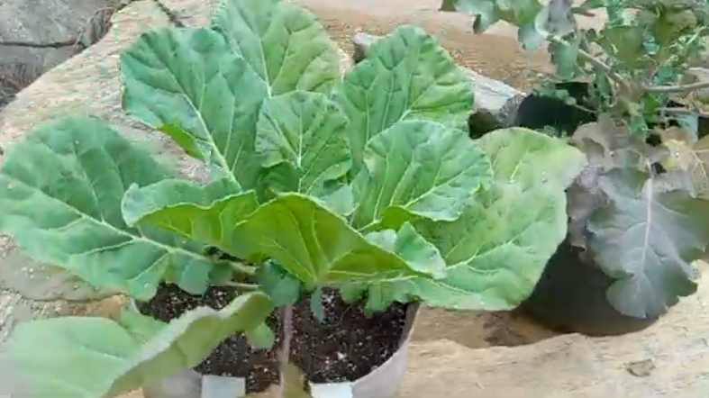 Episode Seven Collard Greens Plant close up