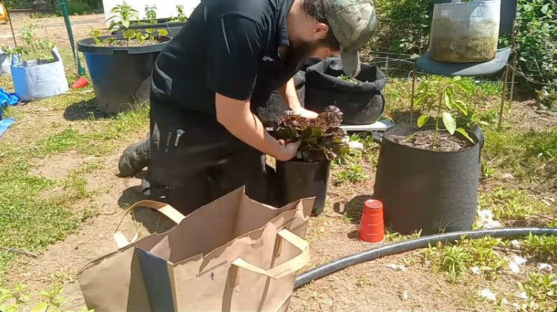 Episode Seven Lettuce Harvest