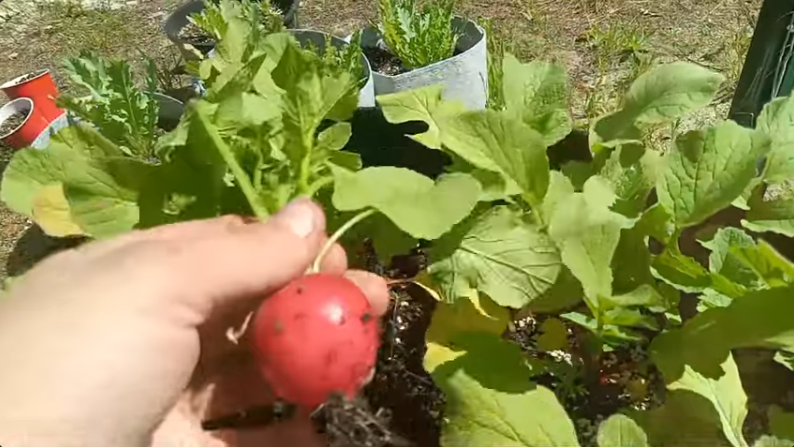 Episode Seven Radish Harvest