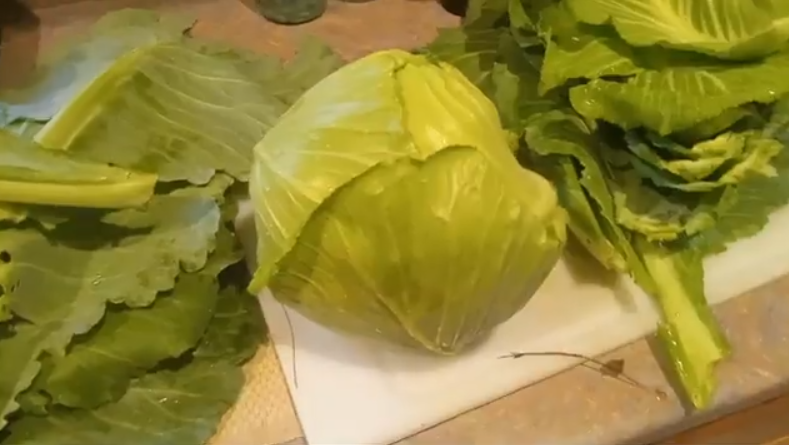 Harvested cabbage