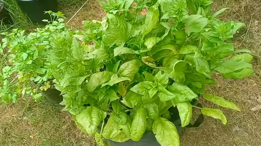 Homegrown Spinach