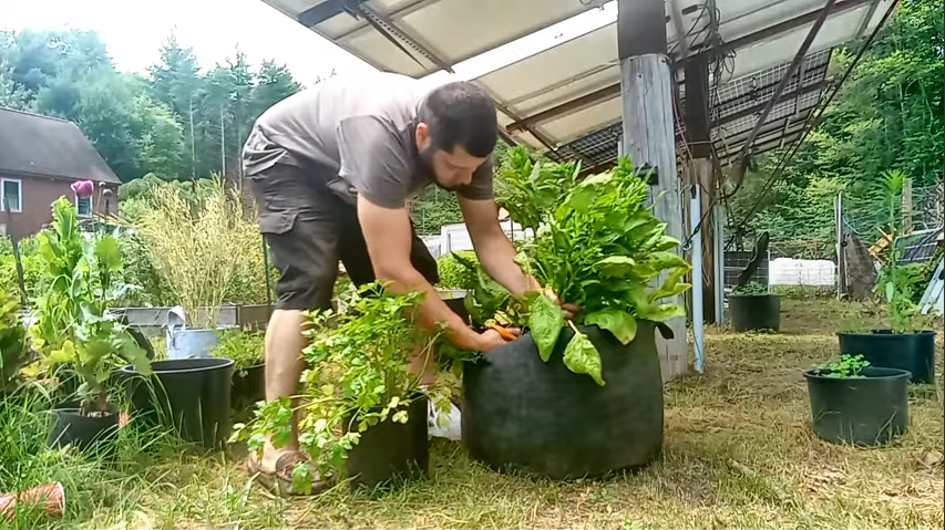 Harvesting Spinach