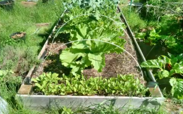 Chinese Cabbage plant 1