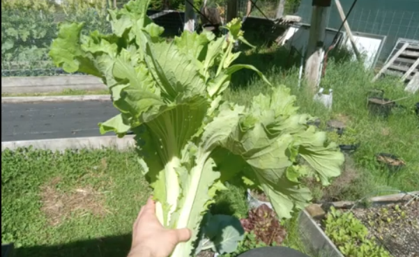 Chinese cabbage plant 2
