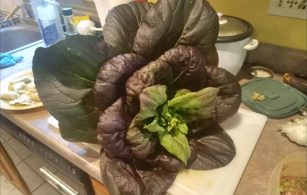 Bok Choy plant
