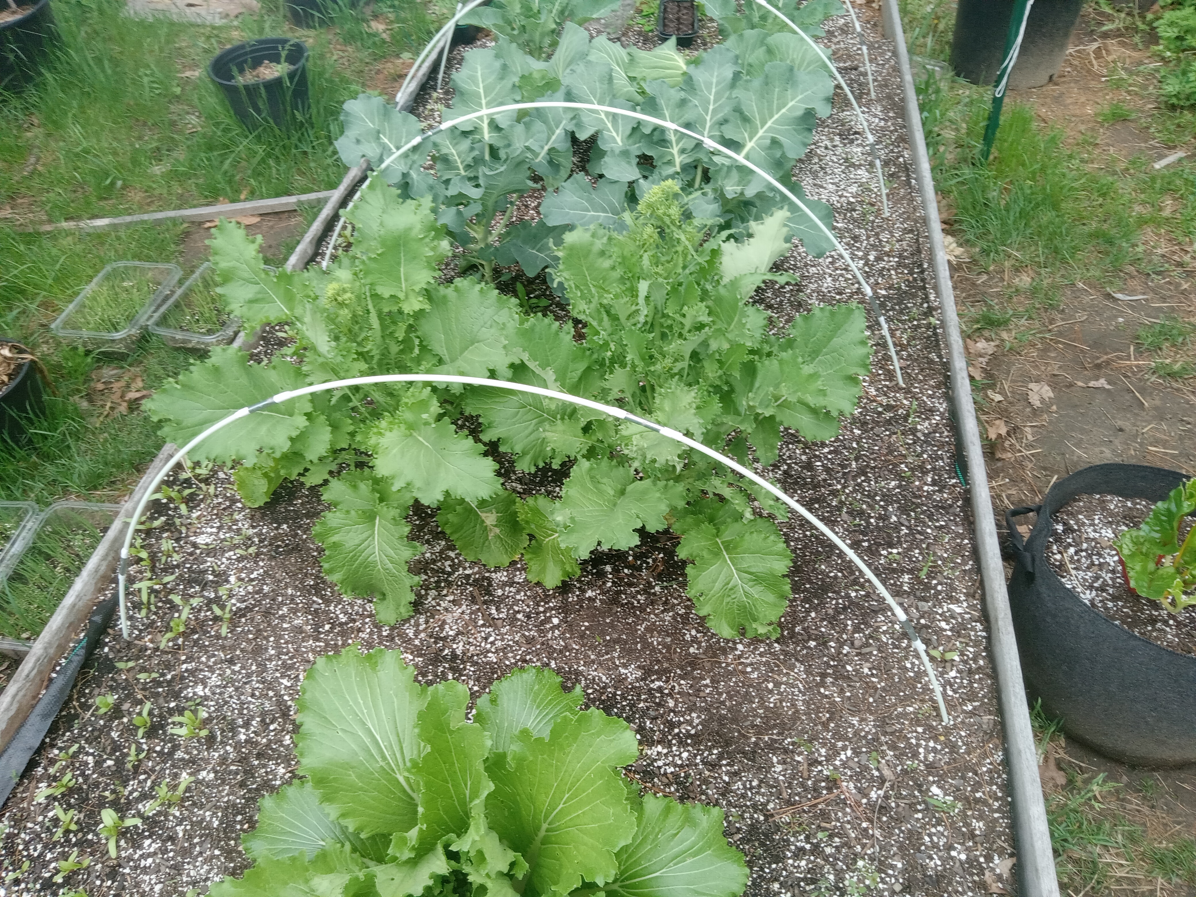 Episode Two rapini closeup