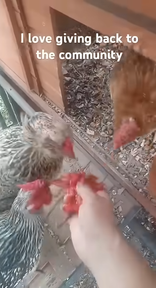 Brandywine Tomato Scraps Chicken Party